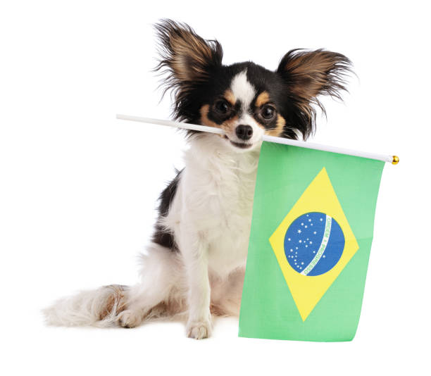 istock Chihuahua with a Brazilian flag 1260589107