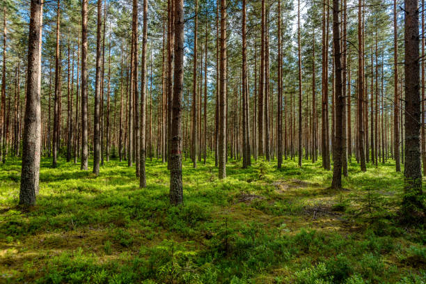 frodig grön tallskog i solljus - skog sverige bildbanksfoton och bilder