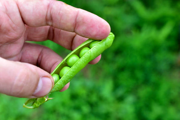istock A pod of fresh peas with beans in their hands 1260594131