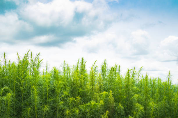 istock Natural green trees and bush. 1260594700
