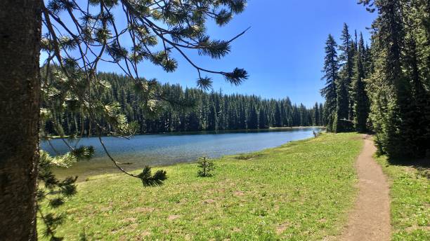 istock todd lake trees by the path 1260599735