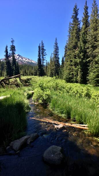 istock slow stream, pine trees, and a snowcapped mountain 1260599748