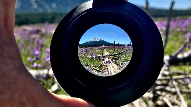 istock violet colored penstemon / penstemon procerus - wide angle lens perspective 1260600267