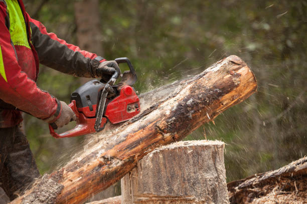 istock A lumberjack working safely with chainsaw and protection equipment inside an Italian forest 1260601405