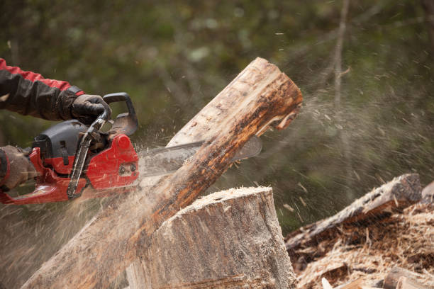 istock A lumberjack working safely with chainsaw and protection equipment inside an Italian forest 1260602007