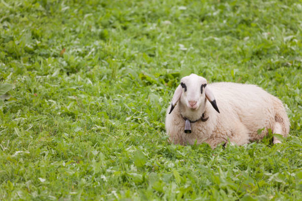 istock Brillenschaf sheep in an Italian mountain  pasture 1260603659
