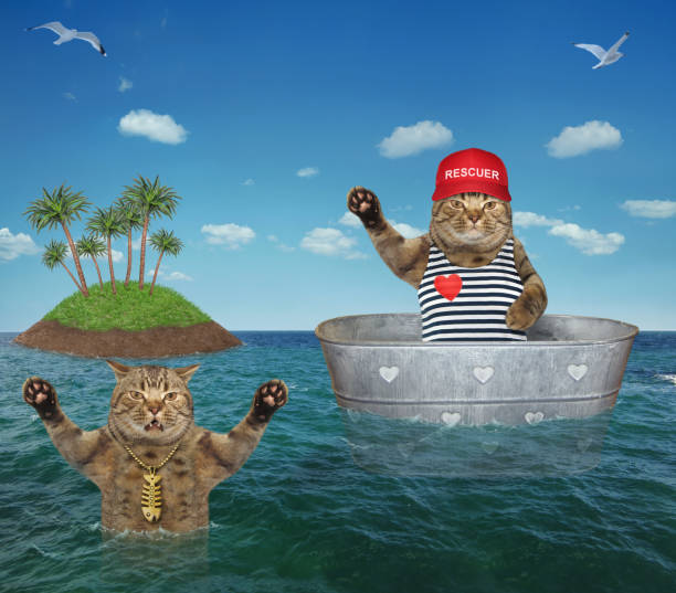 istock Cat lifeguard helps drowning cat 1260604239