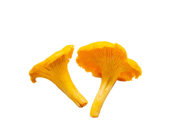 istock Bright orange chanterelle mushrooms on a white background 1260612213