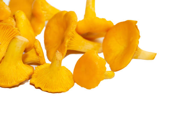 istock Bright orange chanterelle mushrooms on a white background 1260612722