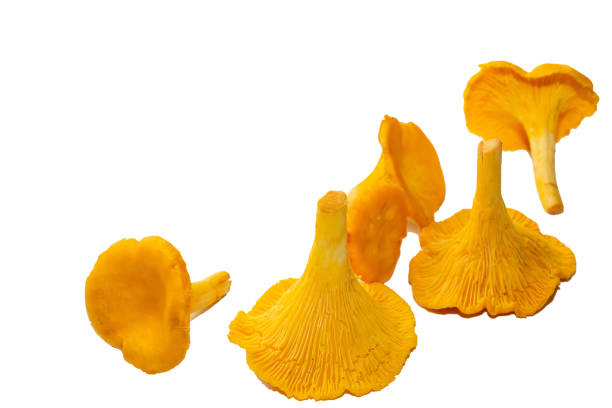 istock Bright orange chanterelle mushrooms on a white background 1260612724