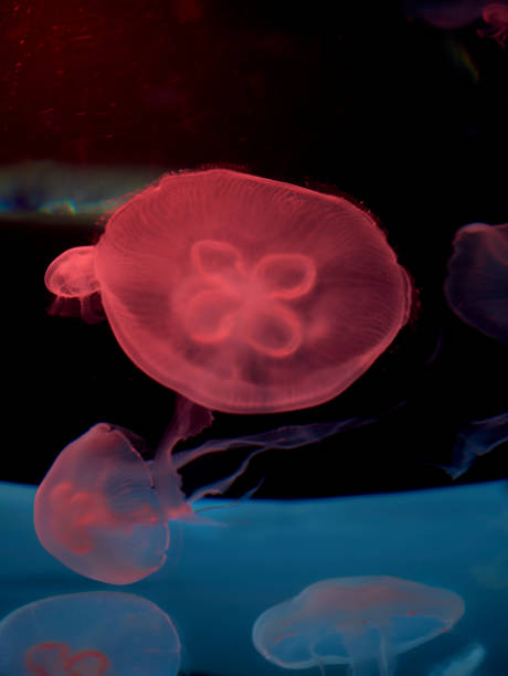 istock Group of common jellyfish in the ocean 1260619590