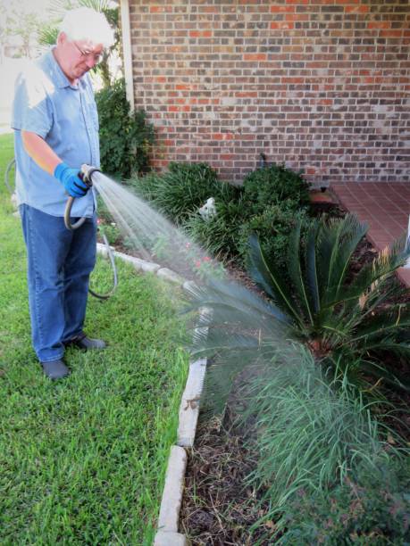 istock Gardener, Senior Man Hand-Watering Plants 1260625831