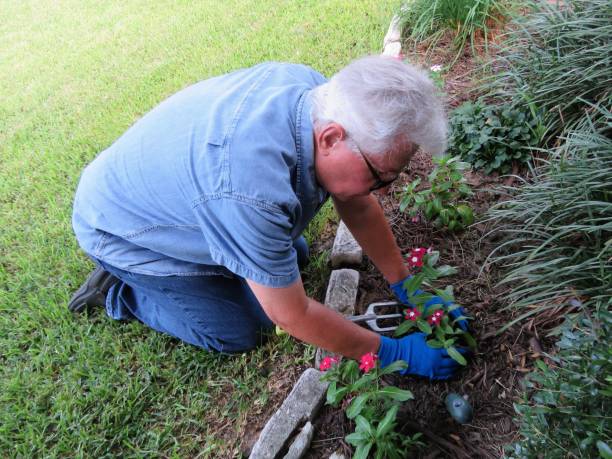 Gardener, Senior Man Planting Flowers