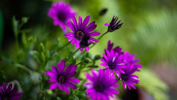 istock violet - Dimorphotheca sinuata / Bushy Cape Ringflower 1260627899