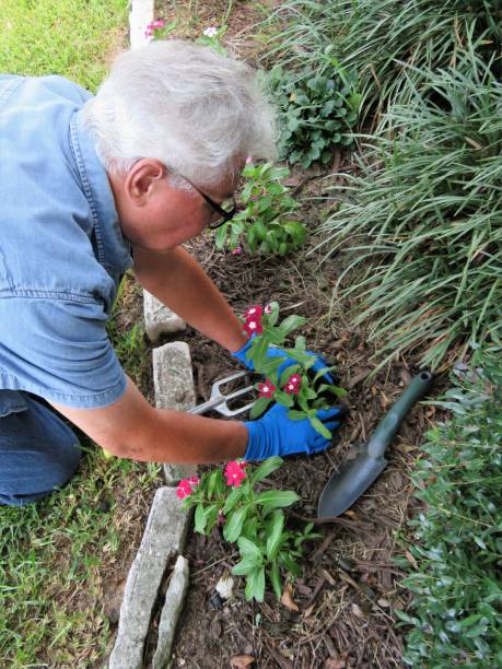 istock Gardener, Senior Man Planting Flowers 1260628407
