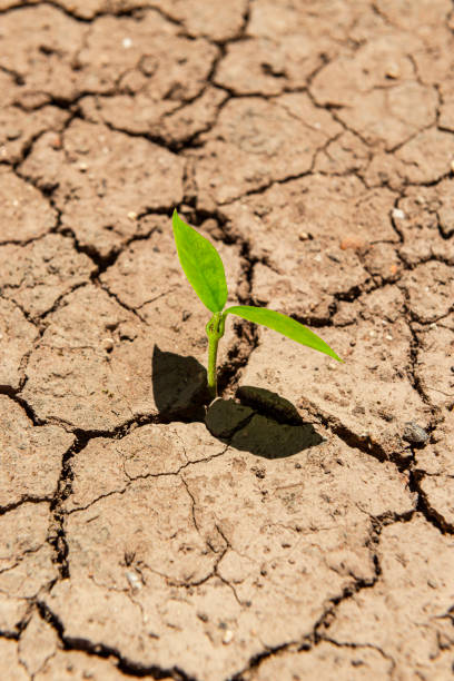 istock Plant growing through dry cracked soil. 1260633067
