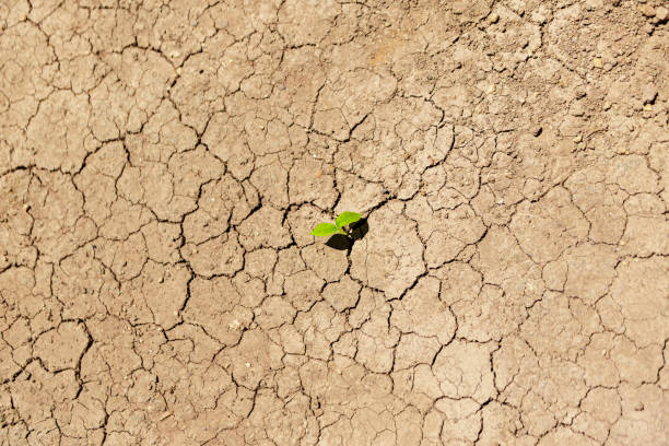 istock Plant growing through dry cracked soil. 1260633595