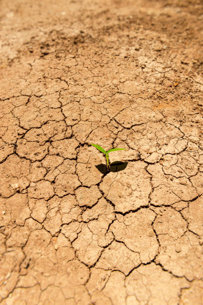 istock Plant growing through dry cracked soil. 1260634615