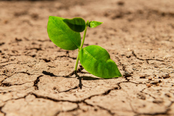 istock Plant growing through dry cracked soil. 1260635138