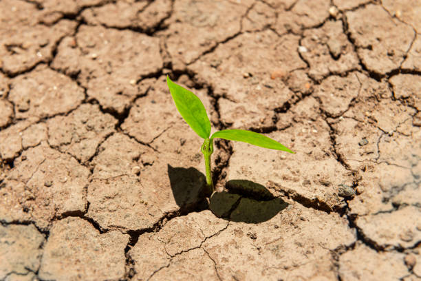 istock Plant growing through dry cracked soil. 1260636154