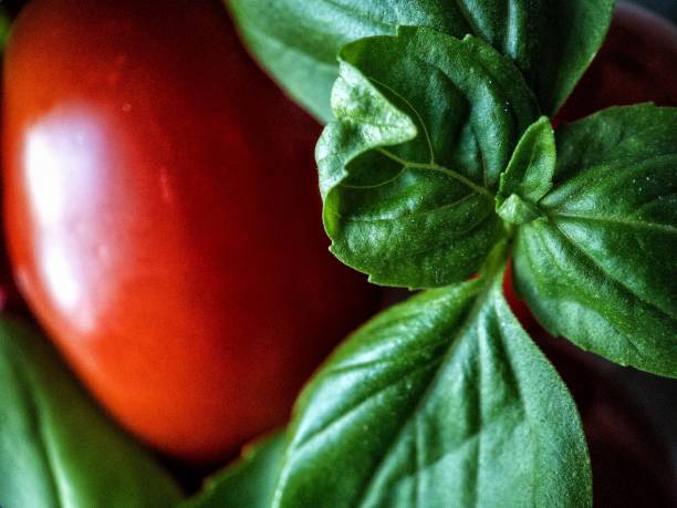 Basil and Tomato