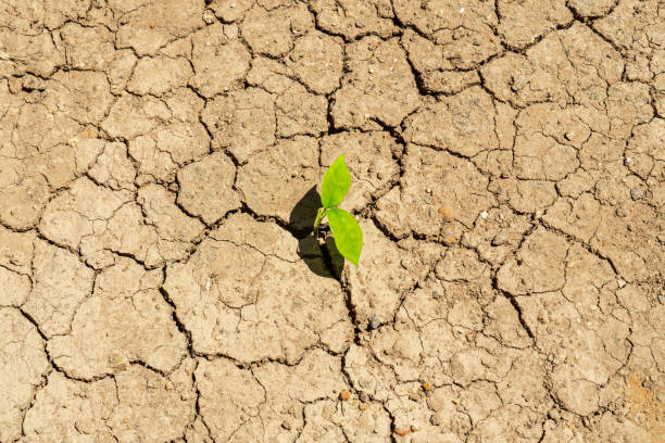 istock Plant growing through dry cracked soil. 1260637187