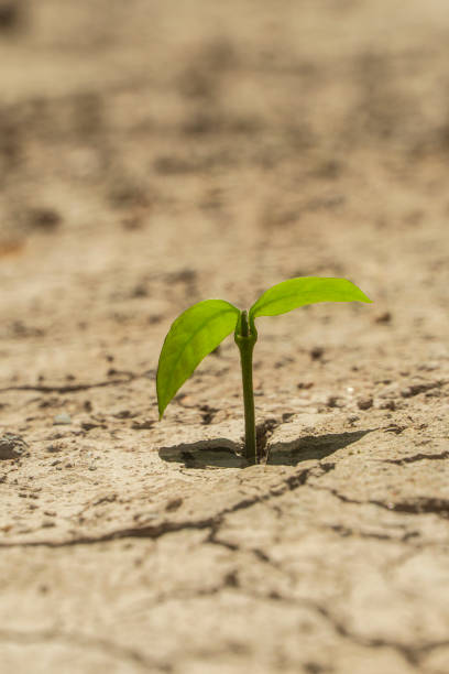 istock Plant growing through dry cracked soil. 1260637728