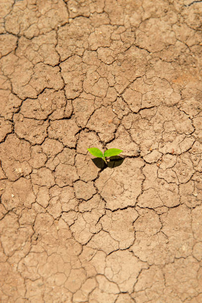 istock Plant growing through dry cracked soil. 1260638772