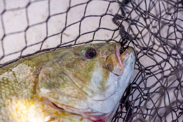 close-up de um baixo de boca pequena com rede de pesca em segundo plano - smallmouth bass fotos - fotografias e filmes do acervo