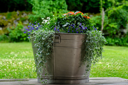 Different type of plantation, a large stainless tub or barrel with lots of colorful flowers growing in it, standing in a garden in Sweden