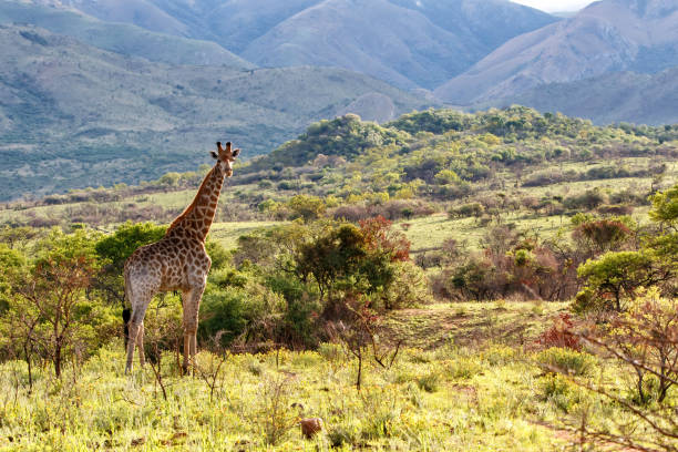 giraffe standing in the beautiful landscape in a Game Reserve in Kwa Zulu Natal in South Africa