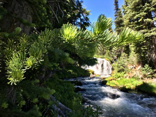 istock three sisters wilderness, deschutes national forest - tranquil stream 1260650970