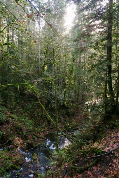 istock Deep in the Canadian Woods 1260651166