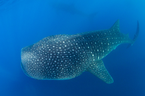 Enormous whale sharks swim in the warm waters off of Isla Mujeres and near Cancun, Mexico