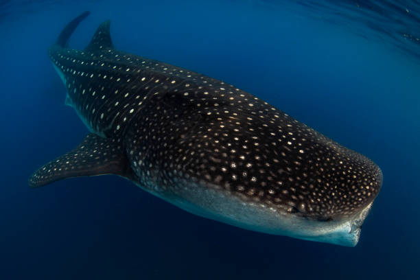 istock Whale Sharks swimming in Isla Mujeres, Mexico 1260651221