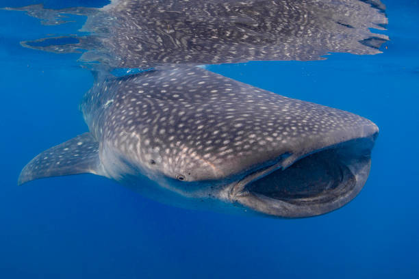 istock Whale Sharks swimming in Isla Mujeres, Mexico 1260651307