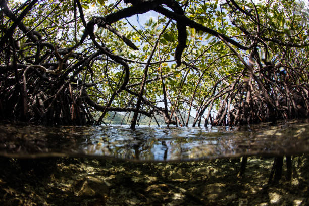 istock Tangled Mangrove Forest in Raja Ampat 1260653463