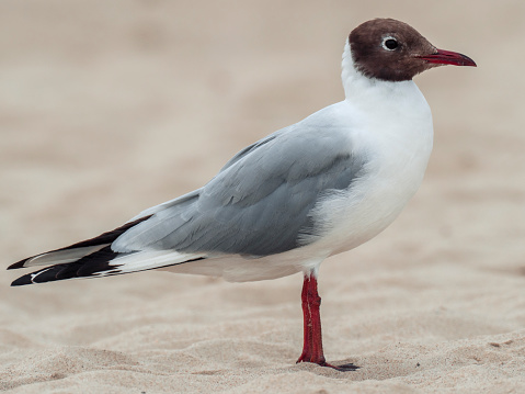 The black-headed gull (Chroicocephalus ridibundus) - a small gull that breeds in much of the Palearctic including Europe and also in coastal eastern Canada.