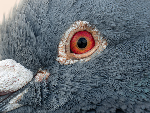 Rock dove (rock pigeon, common pigeon, Columba livia) - a member of the bird family Columbidae (doves and pigeons).