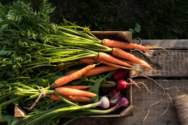 istock Concept for root vegetable, organic raw food 1260668528