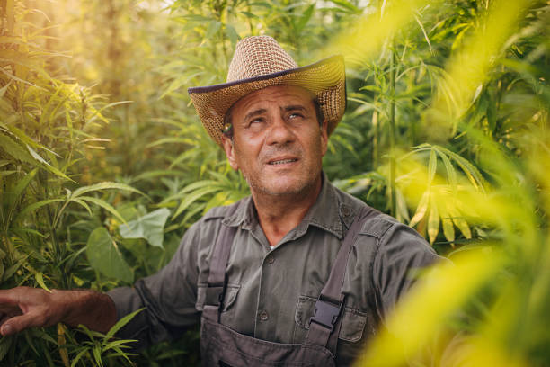 istock Farm worker in the hemp field 1260673792