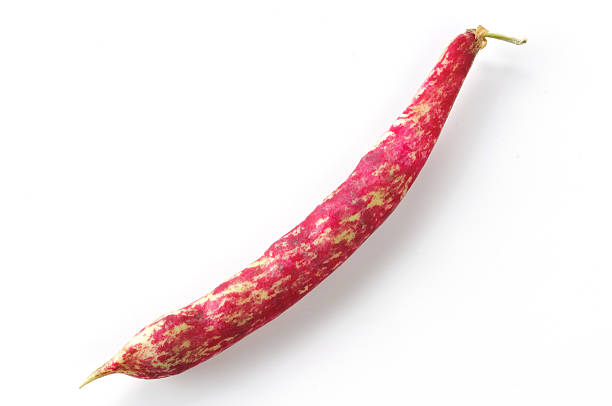 Pinto beans