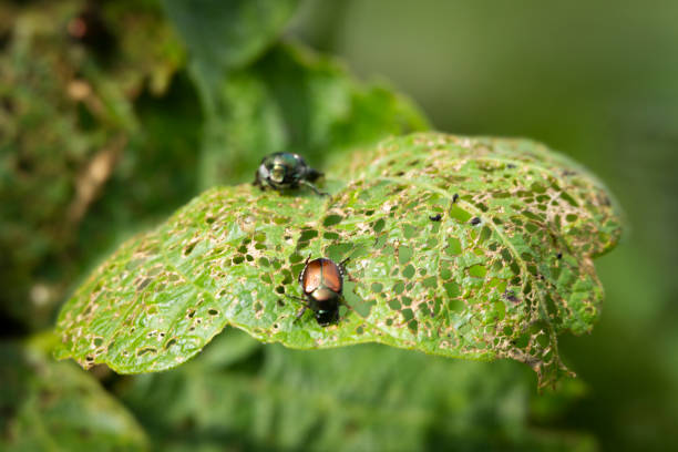 Japonese Beetles (Popillia japonica) eating my Pole Bean Leaves