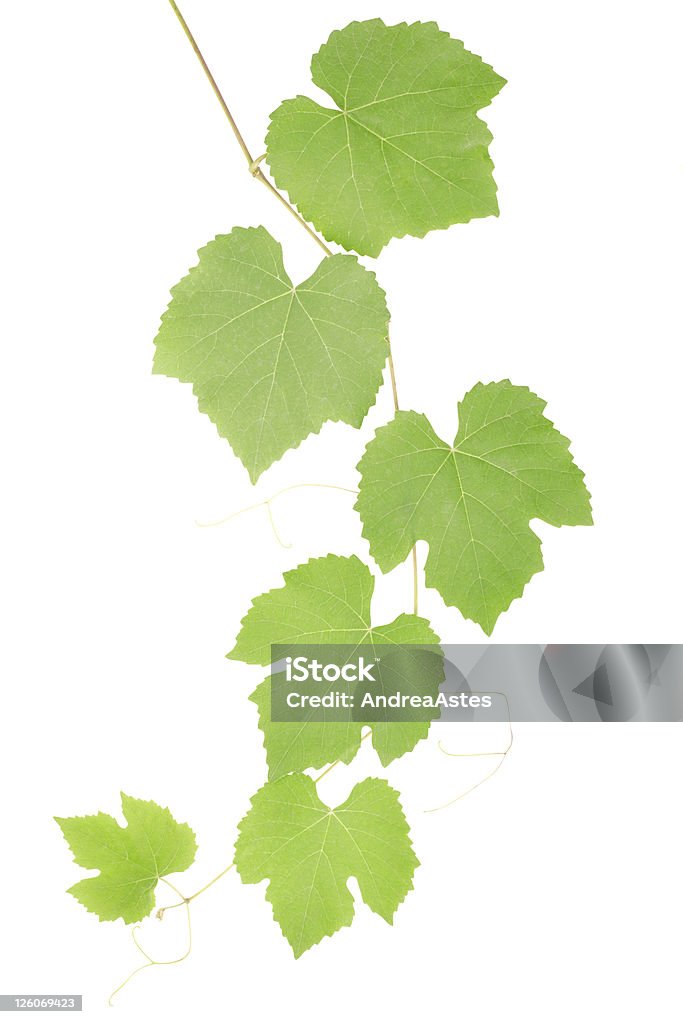 Verde folhas de Uva - Royalty-free Abstrato Foto de stock