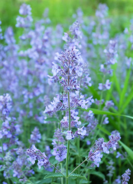 istock Blue salvia(Salvia azurea) flowers on a flowerbed 1260695591
