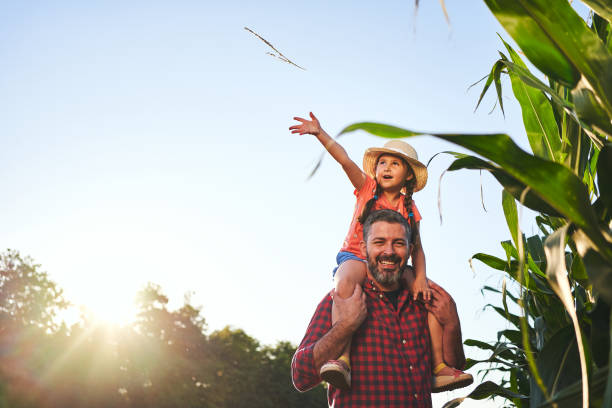 istock Playful daughter throwing grass while sitting on father's shoulders in a corn field 1260706545