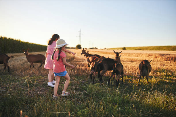 istock Playful young siblings chasing a herd of goats outdoors on a farm 1260709120