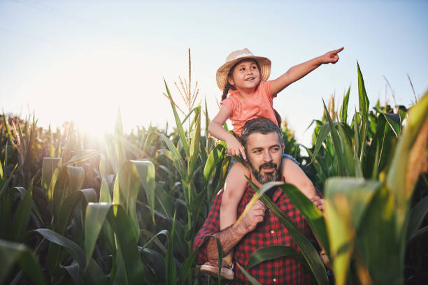 istock Father carrying his young daughter on his shoulders through a corn field 1260709638