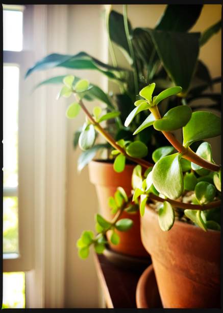 istock Plants in Indoor Garden 1260722179