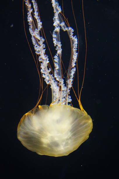 istock Yellow Jellyfish on Black Background 1260768524